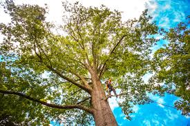 How Our Tree Care Process Works  in  Shady Side, MD