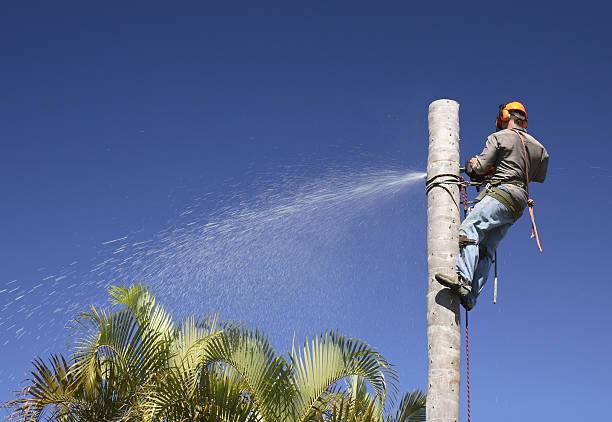 Best Emergency Tree Removal  in Shady Side, MD