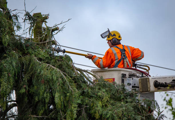 Best Hazardous Tree Removal  in Shady Side, MD