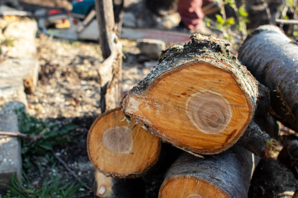 Best Tree Mulching  in Shady Side, MD