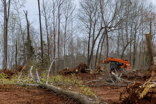 Best Utility Line Clearance  in Shady Side, MD