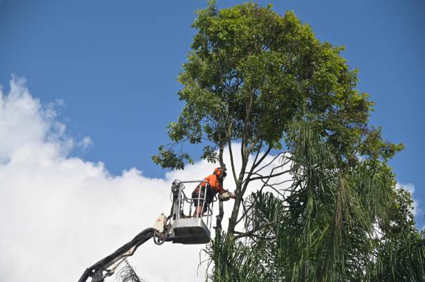 Best Lot and Land Clearing  in Shady Side, MD